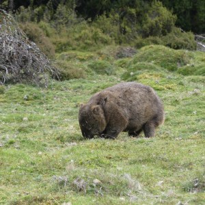 354-Wombat